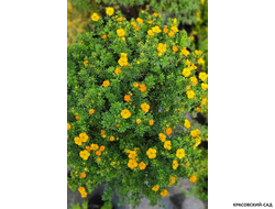 Лапчатка кустарниковая Манго Танго Купить Саженцы в Москве