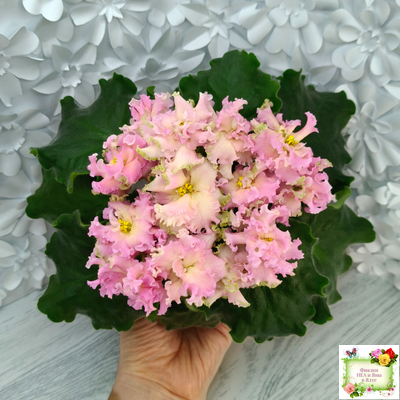 АВ-Златые Горы (Фиалковод) 2021 г.