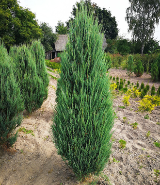 Можжевельник скальный «Скайрокет» С3,60-80