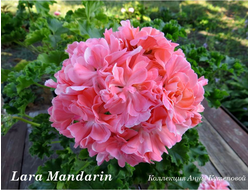 Фото пеларгонии Lara Mandarin