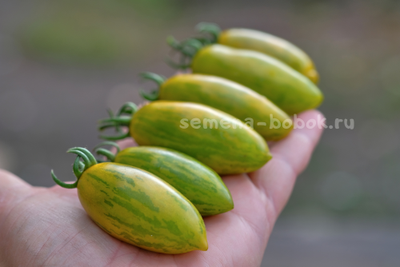 Томат Favorie de Bretagne (Фаворье де Бретань), 10 шт