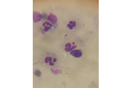 Дерматология