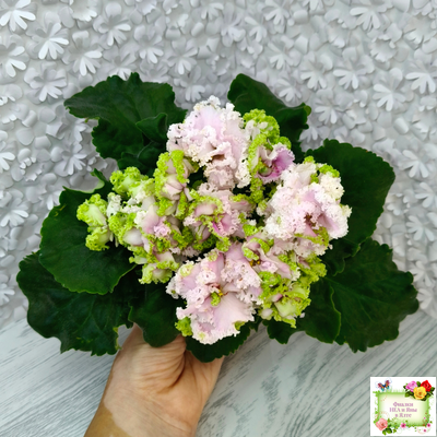 ЛЕ-Денди (Е. Лебецкая) 2011 г.