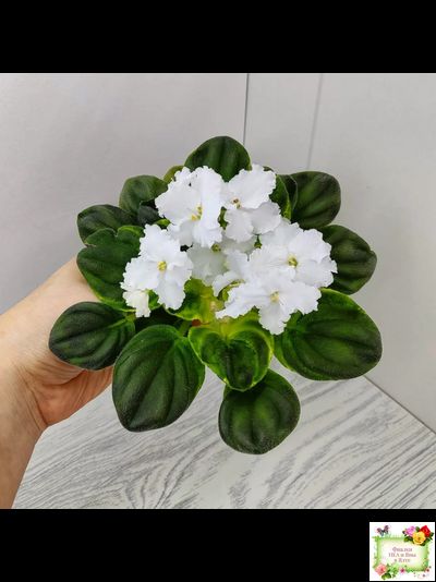 OS-Джунгарик (С.Осипова) (клакамас с кроновой пестролистностью)