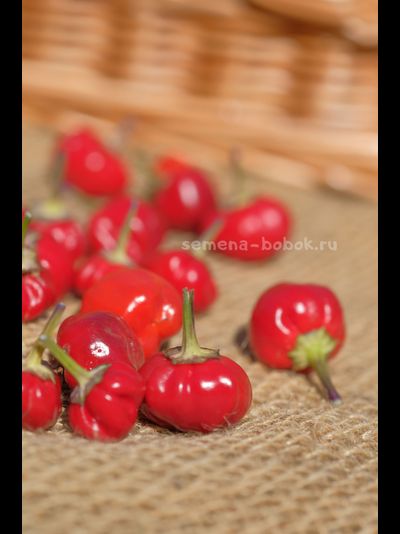 Перец острый Purple Pumpkin (Фиолетовая тыковка), 10 шт