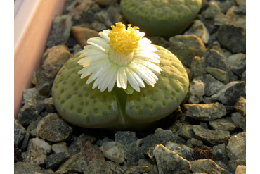 Lithops fulviceps ‘aurea’ C363
 