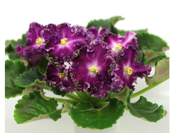 155) АВ- Красный Бриллиант 20г (дет)