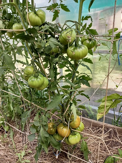 Томат Ирландский ликер