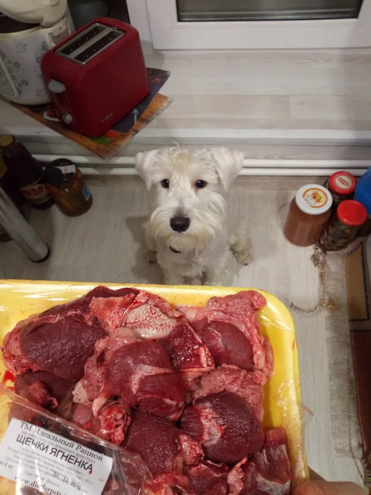 Красавец Ричард)