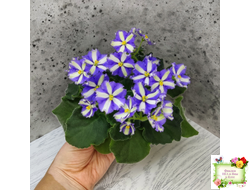 Yukako (Ueki Masahiro) химера (стартер из цветоноса)