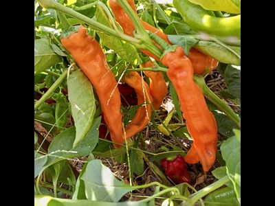 Перец сладкий Оранжевый длинный голландец