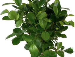 Ficus Microcarpa "Moclame" / фикус  моклейм