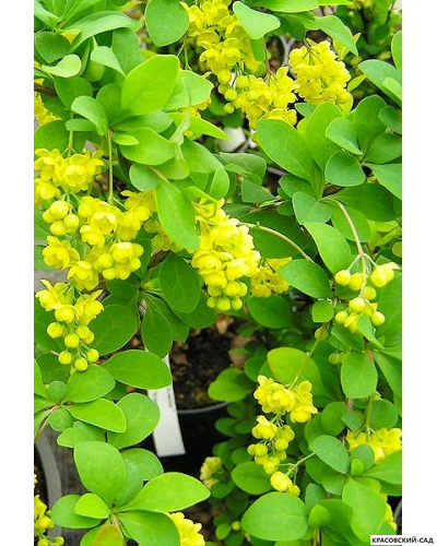 Барбарис Тунберга Indian Summer