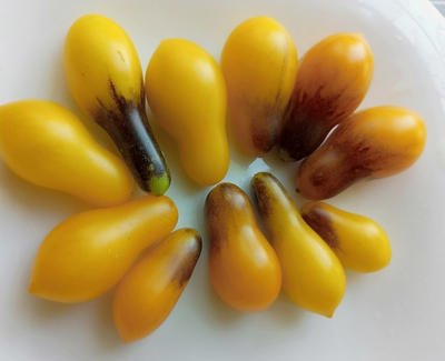 Томат черри Индиго кумкват грушевидный, (Indigo Kumquat pear)