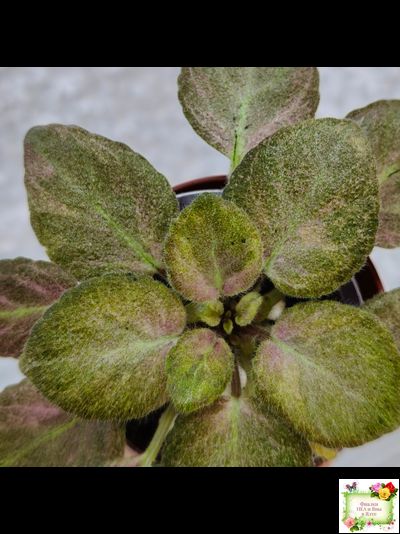 ОЗ-Viola-Tesoro (О. Завадська) листовая химера