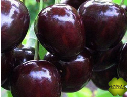 Черешня "РЕВНА" (поздняя)