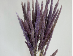 Вейник лавандовый