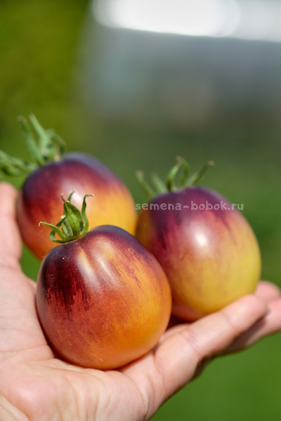 Томат Золотая Чалма, 10 шт