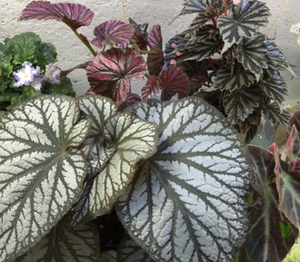 Бегония U-400