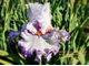 Ирис  EMBRACE