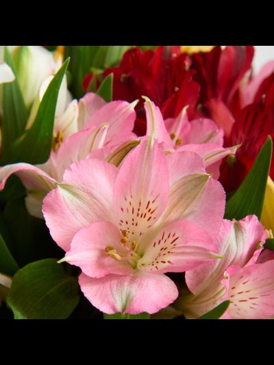 Букет из 15 альстромерий (цвет на выбор)