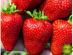 КЛУБНИКА "КРАПО" (РЕМОНТАНТНАЯ, СЛАДКАЯ С КИСЛИНКОЙ, УСТ. К ЖАРЕ)