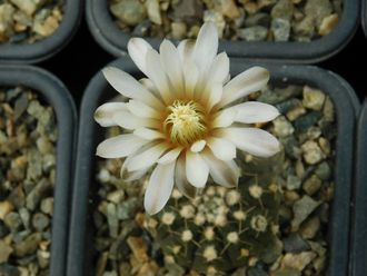 Gymnocalycium ragonesei mini - 5 семян