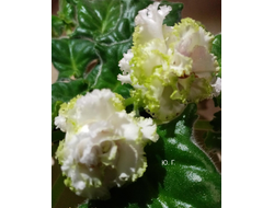 28) ЕК- Изумрудные Розы