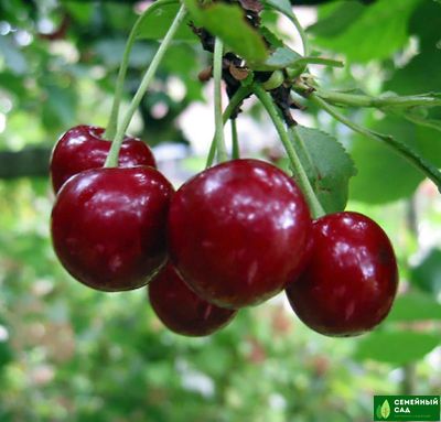 Вишня "Уральская рубиновая"