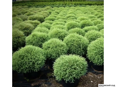 Туя Мистер Боулинг Болл - Mr. Bowling Ball