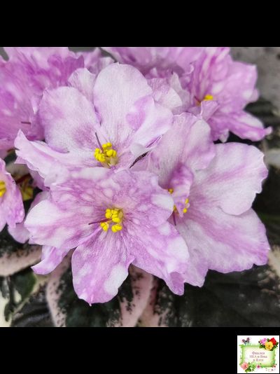 Rivermist Beguiling (J. Baker) (стартер)