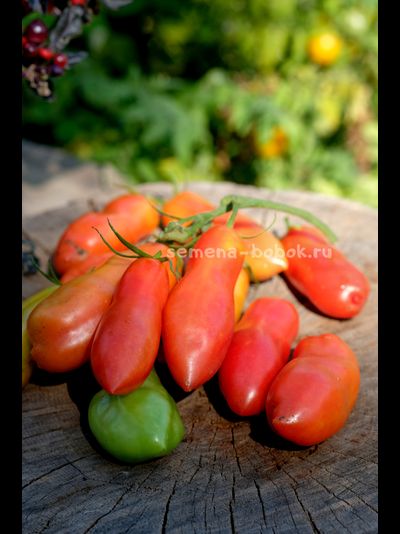 Томат Стрелка, 10 шт