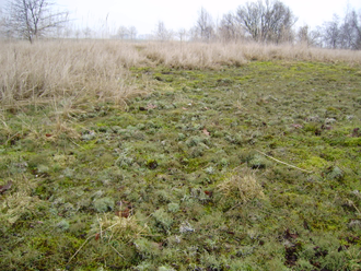 Гидролат Мох исландский / Цетрария (Cetraria islandica) побеги 100 мл