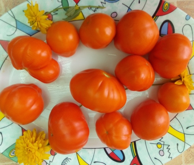 Томат Лампа Алладина