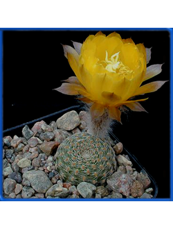 Lobivia famatimensis v. sanjuanensis WR 557