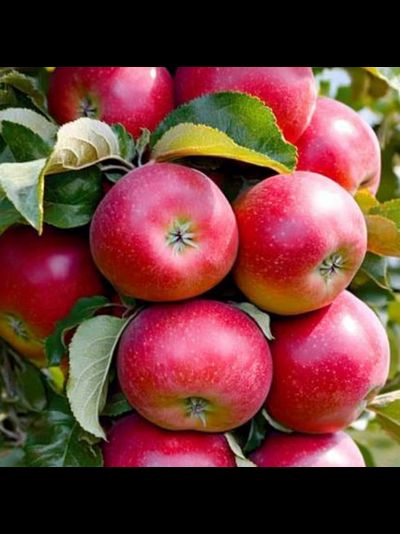 Арбат (яблоня колонна), 2года, ЗКС