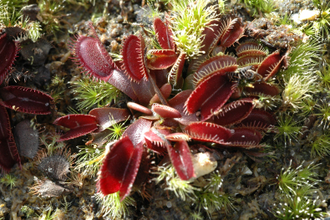 Dionaea muscipula Petite Dragon