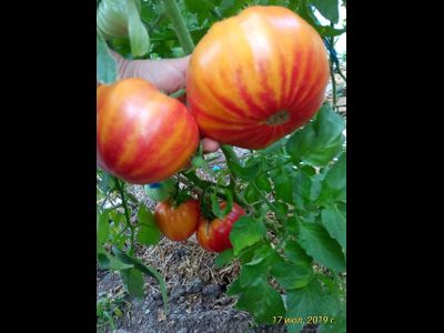 Томат Желтый камень (Yellow Stone)