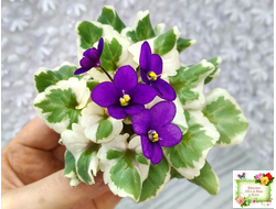 Milk’s Ten Cats (S.Fu) (05/31/2015) листовая химера