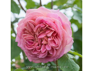 Джубили Селебрейшн - Частный розарий Штепа