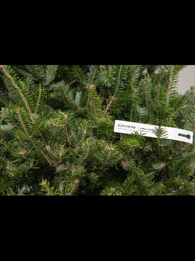 Пихта Фразера 1,75 - 2 м