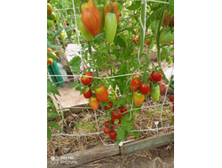 Томат Наследие Кати Мазотти