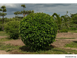 Топиар Боярышник обыкновенный в форме шара