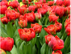 Тюльпан Geneva