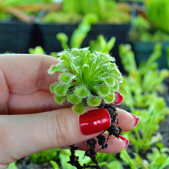 Drosera Burmannii