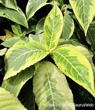 Sanchezia speciosa variegated / санхеция вариегатная