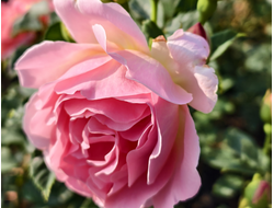 Джоанна Тюлард (Johanna Thuillard)