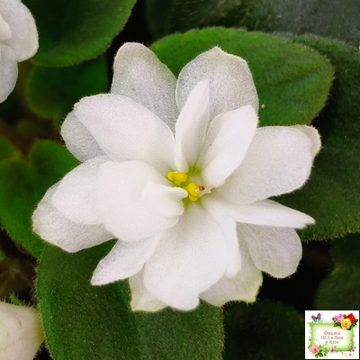 ЛЕ-Жемчужинка (Е. Лебецкая) 2018 г. трейлер