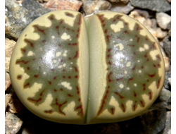 Lithops dorotheae - 10 семян