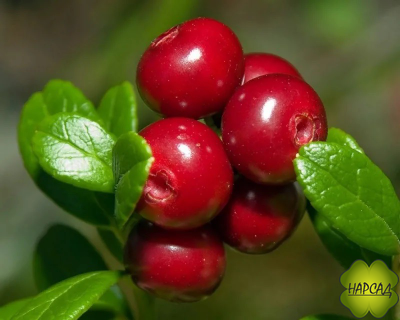 БРУСНИКА "КОРАЛЛ"